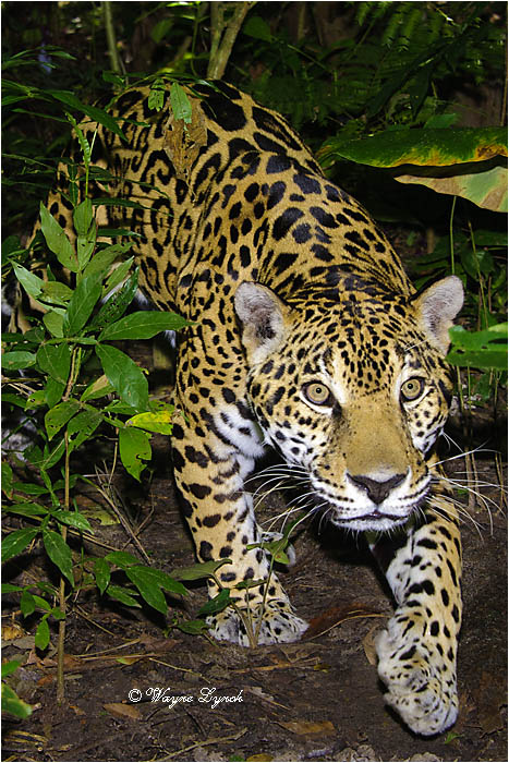 Jaguar 105 by Dr. Wayne Lynch &copy;